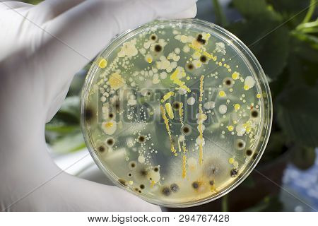 Researcher Hand In Glove Holding Petri Dish With Colonies Of Different Bacteria And Molds On Natural