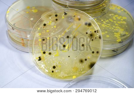 Colonies Of Different Bacteria And Mold Fungi Grown On Petri Dish With Nutrient Agar, Close-up View.