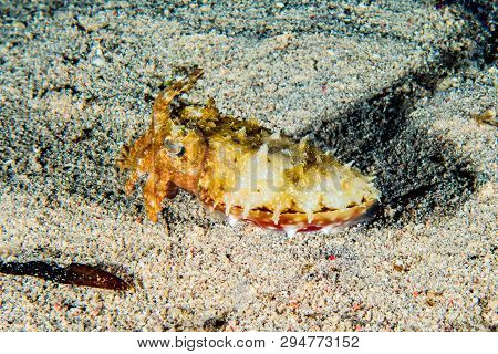 Crab In The Red Sea Colorful And Beautiful, Eilat Israel