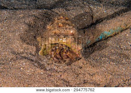 Hermit Crab In The Red Sea Colorful And Beautiful, Eilat Israel