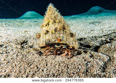 Hermit Crab In The Red Sea Colorful And Beautiful, Eilat Israel