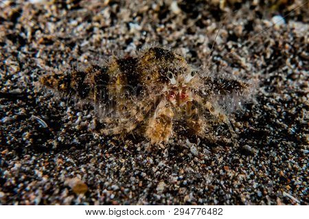Hermit Crab In The Red Sea Colorful And Beautiful, Eilat Israel