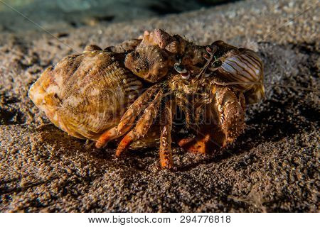 Hermit Crab In The Red Sea Colorful And Beautiful, Eilat Israel