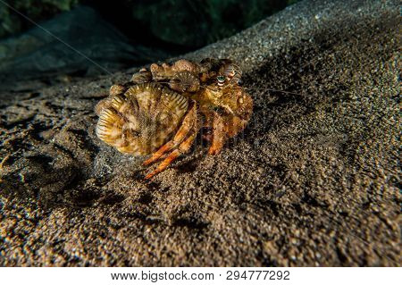 Hermit Crab In The Red Sea Colorful And Beautiful, Eilat Israel