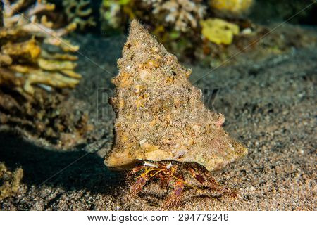 Bristled Hermit Crab In The Red Sea Colorful And Beautiful, Eilat Israel