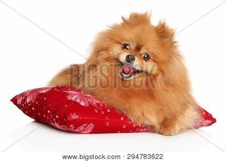 Portrait Of Happy Pomeranian Spitz Puppy Resting On Red Pillow. Animal Themes
