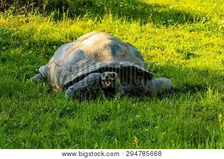 Big Turtle With Open Mouth On The Grass