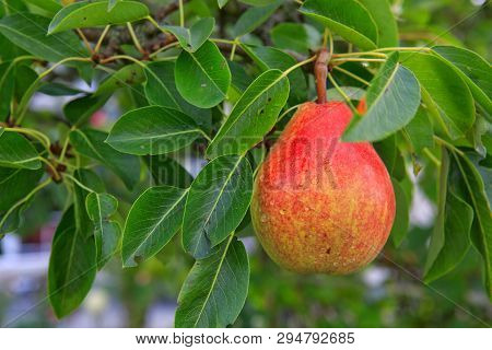 William Bon Chretian Pears Ripening On The Tree.