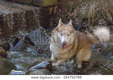 The Dog Jump On The Steps Of The Waterfall