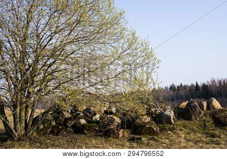 A Willow Bush With Open Male Earrings Full Of Pollen Near A Pile Of Stones In The Field.