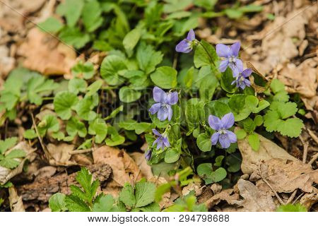 Delicate Blue Violet Flowers, Early Dog-violet, Growing During The Springtime, Green And Dry Leaves 