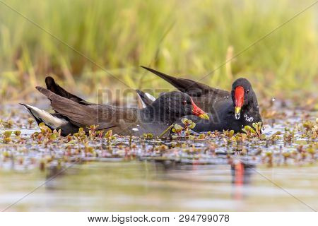 Common Moorhen (gallinula Chloropus) Bird Couple Swimming In Reflecting Water Of Wetland Pond In Fla