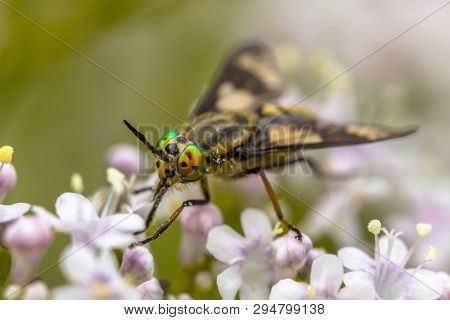 Twin-lobed Deerfly (chrysops Relictus) Close Up On Flower