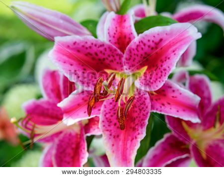 Stargazer lilies blooming in the home garden.