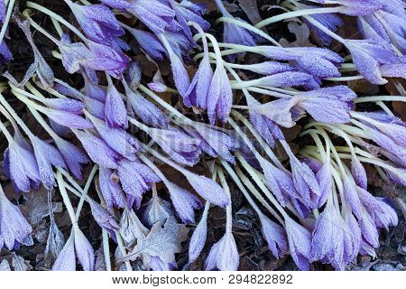 Closeup Withered Violet Flowers In Frost With Withered Yellow Leaves On Background, Top View.crocus 