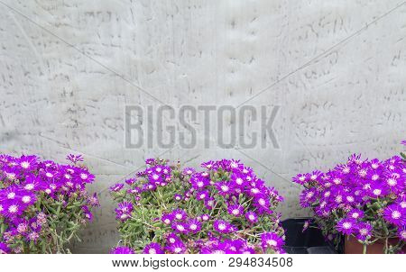 Succulent Purple Flowers Messem Pendulina