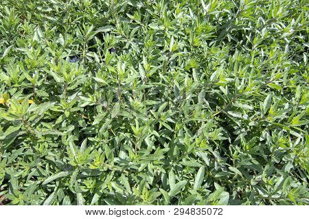 Green Gaura Plant Full Frame. Spring Garden Series, Mallorca, Spain.