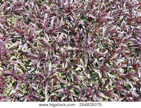 Purple Gaura Plant Full Frame. Spring Garden Series, Mallorca, Spain.