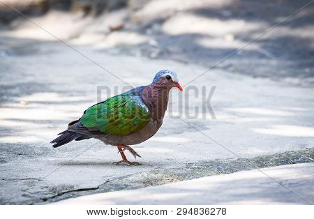 Common Asian Emerald Bird Dove Green Wing Walking On Floor