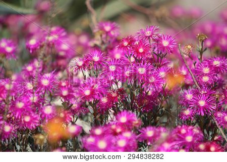 Amazing Flowers In The Botanical Gardens Of Israel Colorful And Beautiful