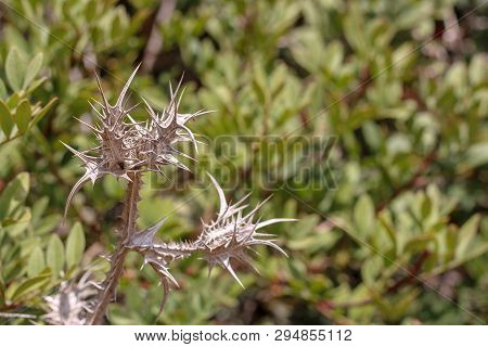 Amazing Flowers In The Botanical Gardens Of Israel Colorful And Beautiful