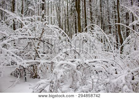 Snow Covered Forest In Winter, Inside Forest