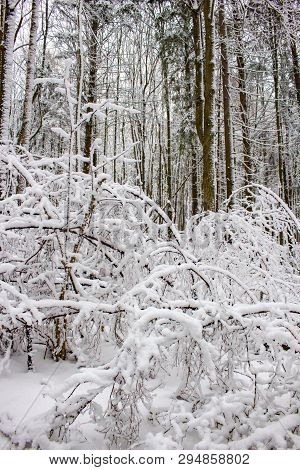 Snow Covered Forest In Winter, Inside Forest