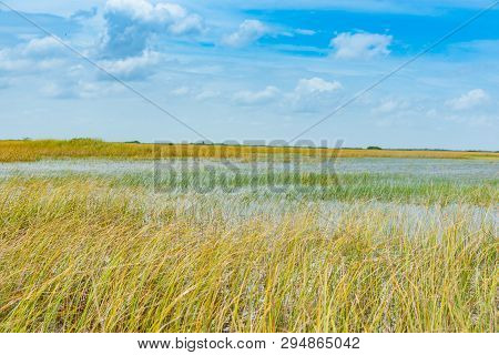 Wide Reed Covered Flat Wetlands Of Florida Everglades As Environmental Background With Blurred Reeds