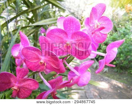 Flowers In Botanical Gardens Of India, Colorful And Beautiful