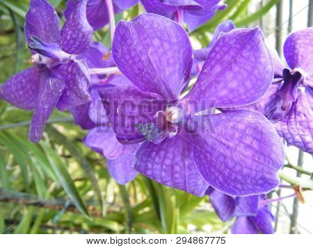 Flowers In Botanical Gardens Of India, Colorful And Beautiful