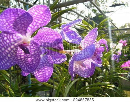 Flowers In Botanical Gardens Of India, Colorful And Beautiful