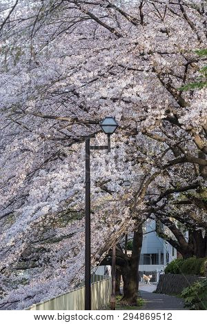 Shiba Inu, Japanese Dog And The Cherry Blossom Trees And Flowers Sakura In Tokyo.