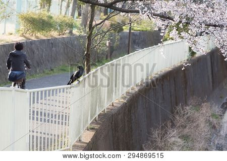 Raven Bird Perching And The Cherry Blossom Trees And Flowers Sakura In Tokyo.