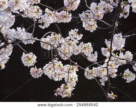 Detailed Clear View Of A Cherry Blossom Group Of Flowers In Japan