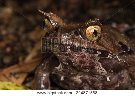 Macro Image Of A Huge Horned Frog From Borneo - Megophrys Kobayashii