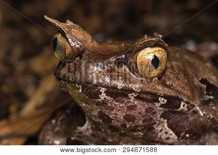 Macro Image Of A Huge Horned Frog From Borneo - Megophrys Kobayashii
