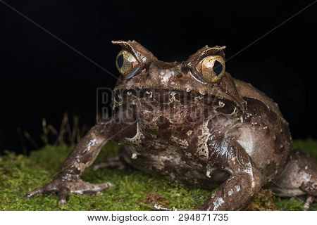 Macro Image Of A Huge Horned Frog From Borneo - Megophrys Kobayashii