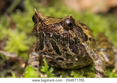 Macro Image Of A Huge Horned Frog From Borneo - Megophrys Kobayashii