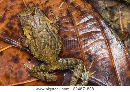 Macro Image Of A Huge Horned Frog From Borneo - Megophrys Kobayashii