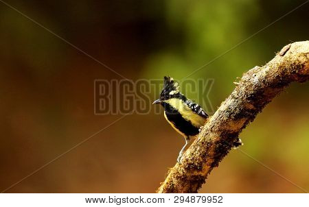 Black Lored Tit, Machlolopus Aplonotus, Ganeshgudi, Karnataka State Of India