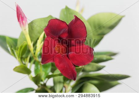 Brazilian Jasmine, Mandevilla Sanderi.