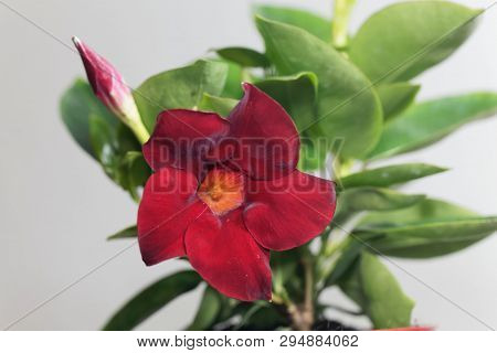 Brazilian Jasmine, Mandevilla Sanderi.