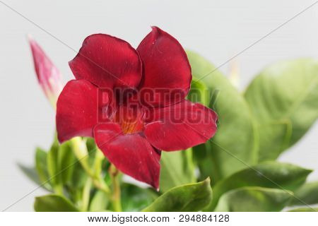 Brazilian Jasmine, Mandevilla Sanderi.