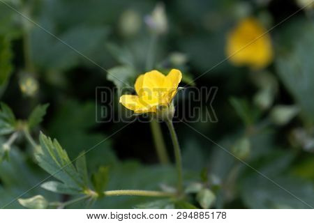 Flower Of The Barren Strawberry Waldsteinia Geoides.