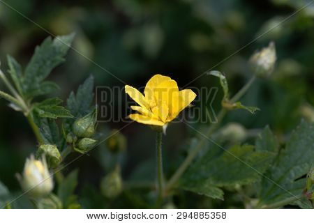 Flower Of The Barren Strawberry Waldsteinia Geoides.