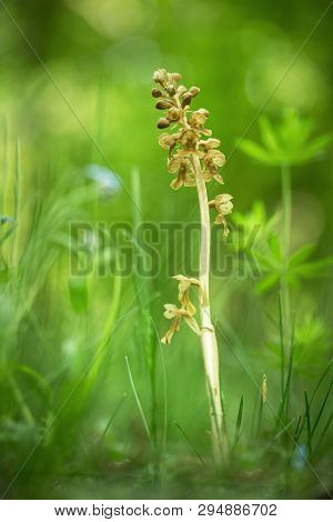 Neottia Nidus-avis, Bird's-nest Orchidorchid Grow In Forest With Natural Background, Wallpaper Natur