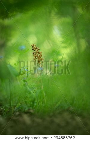 Neottia Nidus-avis, Bird's-nest Orchidorchid Grow In Forest With Natural Background, Wallpaper Natur
