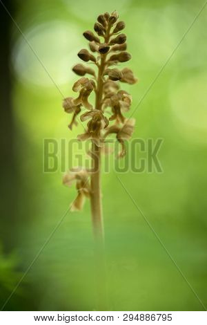 Neottia Nidus-avis, Bird's-nest Orchidorchid Grow In Forest With Natural Background, Wallpaper Natur
