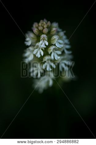 Beautiful Burnt Orchid,orchis Ustulata, Grow In Tropical Garden With Natural Background, Wallpaper N