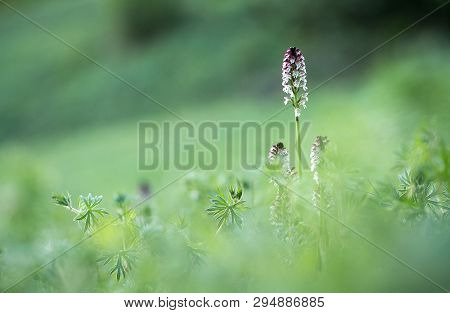 Beautiful Orchid Orchis Ustulata Grow In Forest With Natural Background, Wallpaper Natural Closeup M